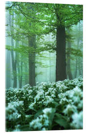 Acrylic print Ultimate spring forest - Martin Podt
