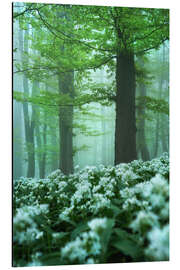 Alubild Traumhafter Frühlingswald - Martin Podt