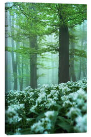 Canvas print Ultimate spring forest - Martin Podt