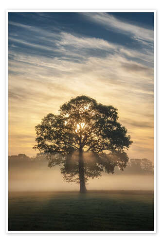 Plakat A single tree in the fog