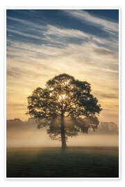 Obraz A single tree in the fog - Martin Podt