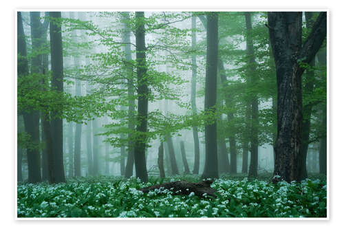 Plakat The forest floor is wild garlic