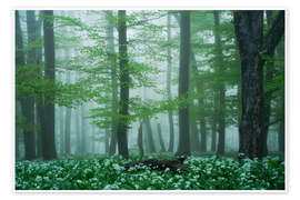 Obraz The forest floor is wild garlic - Martin Podt