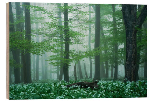 Wood print The forest floor is wild garlic