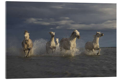 Tableau en verre acrylique Racing horses in the Camargue