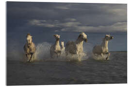 Tableau en verre acrylique Racing horses in the Camargue - Roelof de Hoog