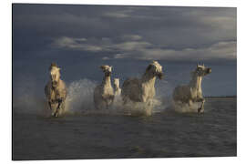 Aluminiumtavla Racing horses in the Camargue - Roelof de Hoog