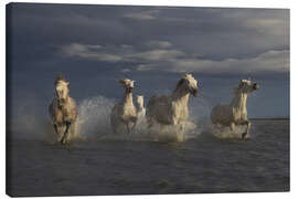 Lienzo Racing horses in the Camargue - Roelof de Hoog