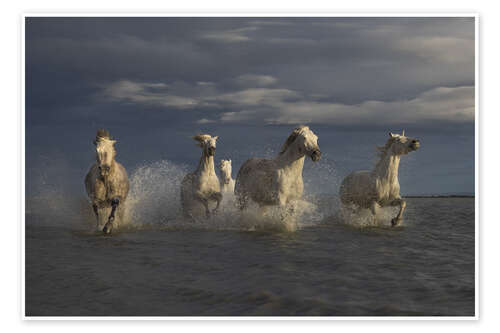 Poster Racing horses in the Camargue