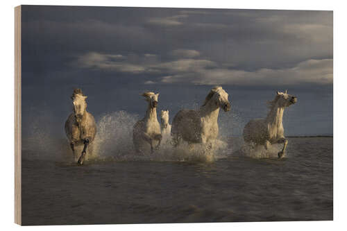 Print på træ Racing horses in the Camargue