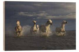 Print på træ Racing horses in the Camargue - Roelof de Hoog