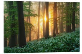 Acrylglasbild Sonnenaufgang im Bärlauchwald - Martin Podt