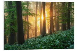 Alubild Sonnenaufgang im Bärlauchwald - Martin Podt