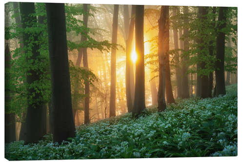Canvas print Sunrise in the wild garlic forest