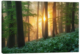 Canvas print Sunrise in the wild garlic forest - Martin Podt
