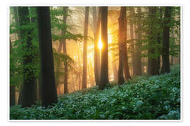 Wandbild Sonnenaufgang im Bärlauchwald - Martin Podt