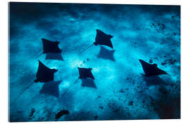 Acrylglasbild Rochenfamilie in Bora Bora - Lucas Tiefenthaler