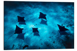 Alubild Rochenfamilie in Bora Bora - Lucas Tiefenthaler