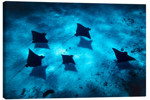 Canvas print Family of rays in Bora Bora