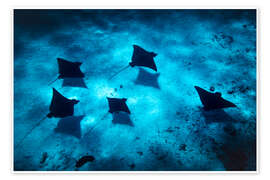 Wall print Family of rays in Bora Bora - Lucas Tiefenthaler
