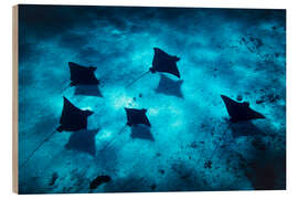 Cuadro de madera Family of rays in Bora Bora - Lucas Tiefenthaler