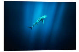 Alumiinitaulu Shark in the sea in Hawaii - Lucas Tiefenthaler