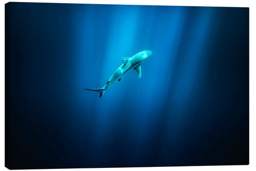Lienzo Shark in the sea in Hawaii