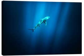 Lienzo Shark in the sea in Hawaii - Lucas Tiefenthaler
