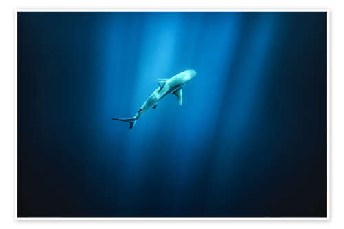 Juliste Shark in the sea in Hawaii