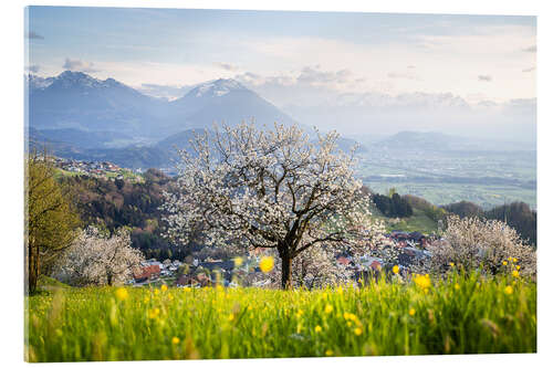 Acrylic print Blossoming cherry tree in Fraxern