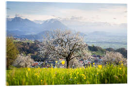 Acrylic print Blossoming cherry tree in Fraxern - Lucas Tiefenthaler