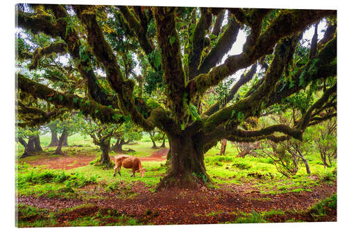 Acrylic print Fanal Forest, Madeira