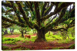 Stampa su tela Fanal Forest, Madeira - Dave Derbis