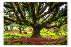 Wandbild Fanal Wald, Madeira - Dave Derbis