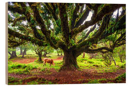Stampa su legno Fanal Forest, Madeira - Dave Derbis