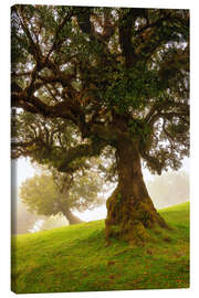 Leinwandbild Magischer Baum - Dave Derbis