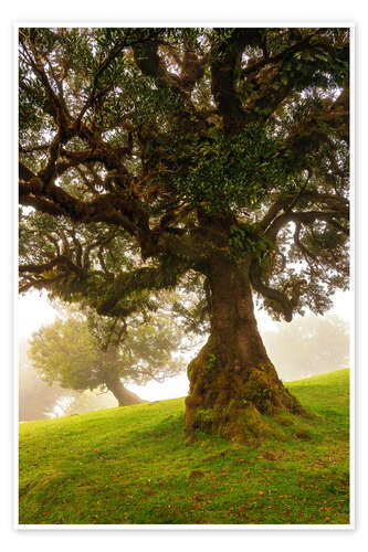 Poster Magischer Baum
