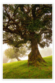Wandbild Magischer Baum - Dave Derbis
