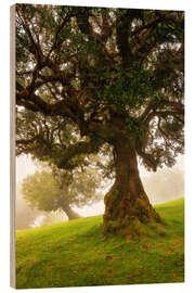 Cuadro de madera Magic Tree - Dave Derbis