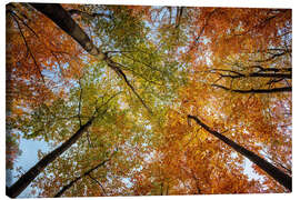 Lienzo October sky - Dave Derbis