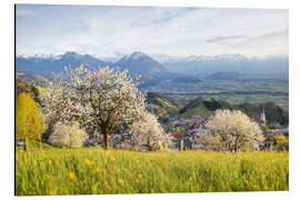 Alubild Kirschblüte in den Bergen, Fraxern - Lucas Tiefenthaler