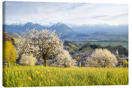 Canvas print Cherry blossom in the mountains, Fraxern - Lucas Tiefenthaler