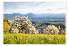 Wall print Cherry blossom in the mountains, Fraxern - Lucas Tiefenthaler