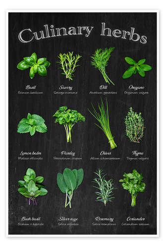 Poster Culinary herbs