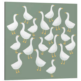 Cuadro de aluminio Flock of White Geese on Green Grass - Nic Squirrell