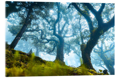 Obraz na szkle akrylowym Tree with fog in Fanal, Madeira