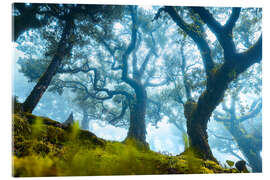 Obraz na szkle akrylowym Tree with fog in Fanal, Madeira - Lucas Tiefenthaler