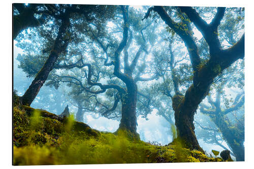 Alubild Baum mit Nebel in Fanal, Madeira
