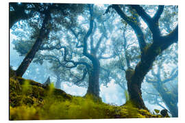 Alubild Baum mit Nebel in Fanal, Madeira - Lucas Tiefenthaler