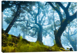 Leinwandbild Baum mit Nebel in Fanal, Madeira - Lucas Tiefenthaler